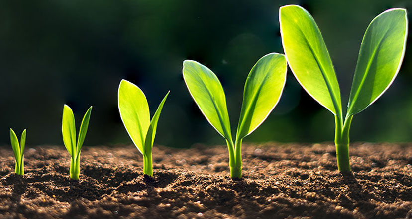 Plants, growing
