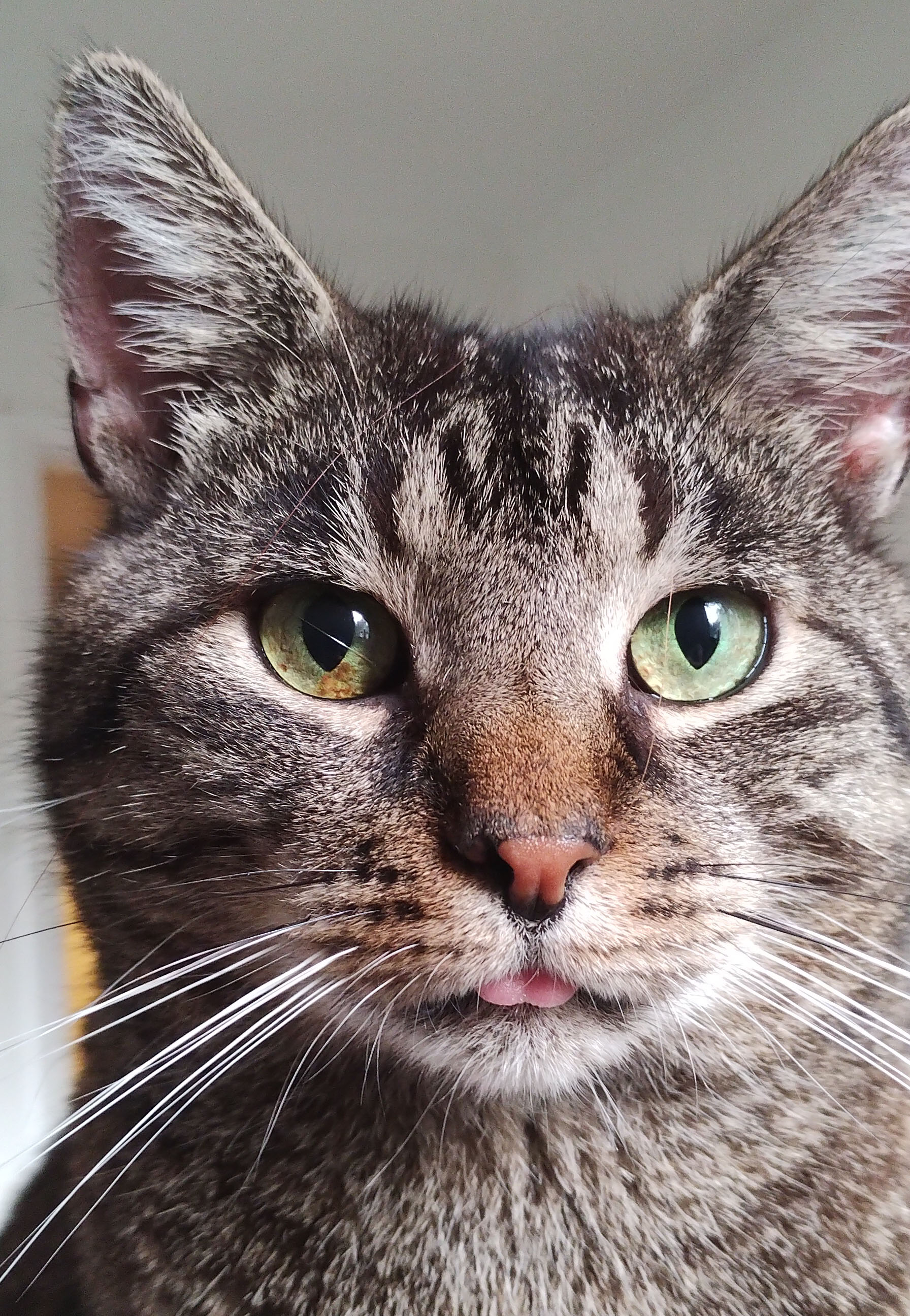 My cat, Storm, with his tongue out
