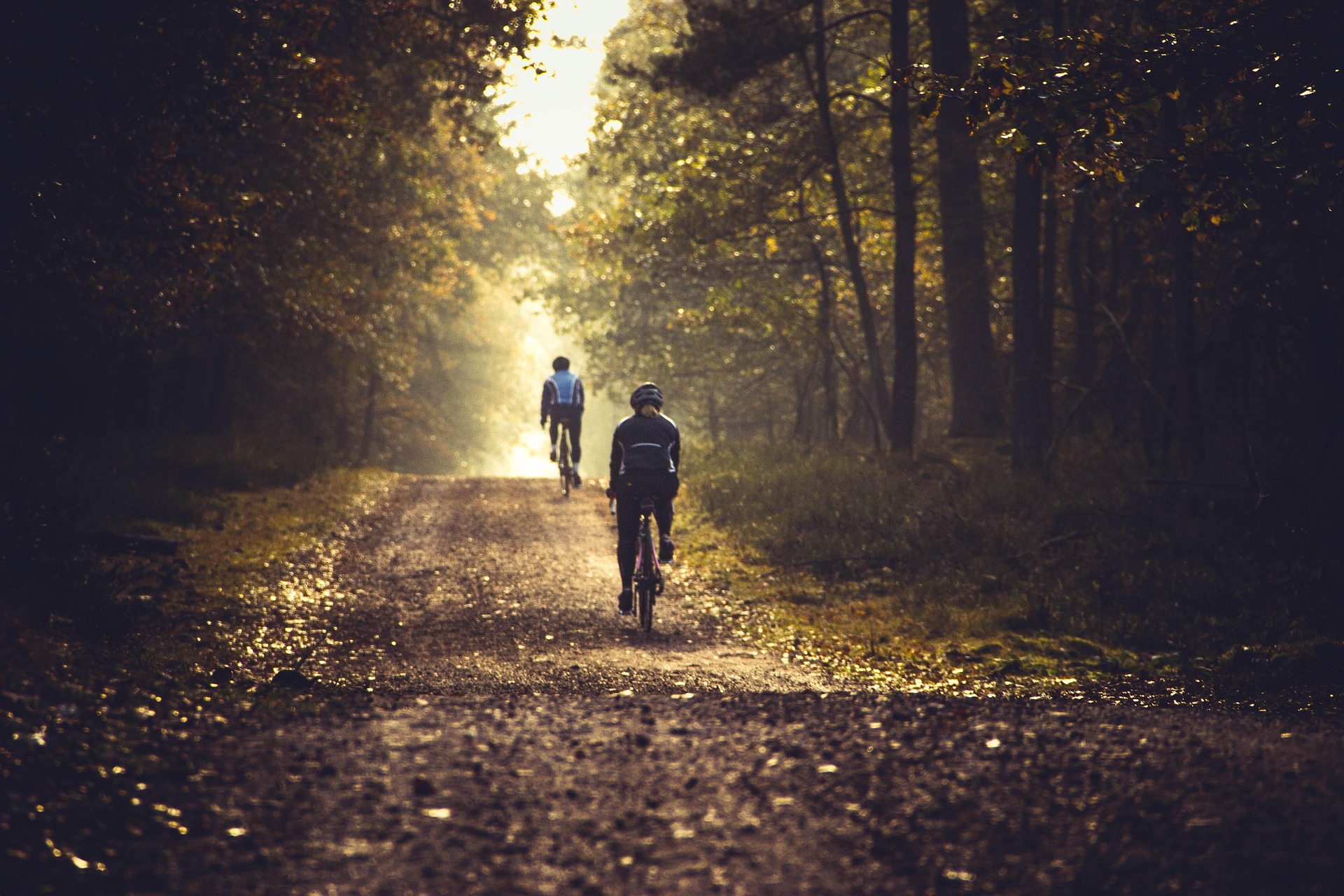 racing bikes on a forest trail